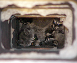 picture of raccoon in chimney