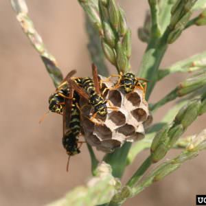 European Paper Wasp: Credit to University of Georgia