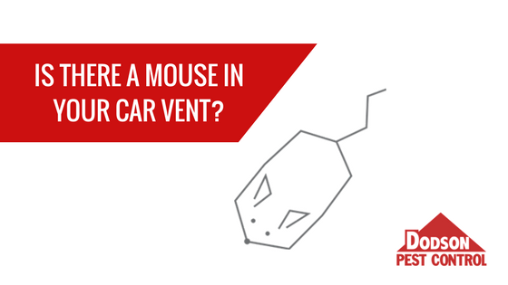 Is there a mouse in your car vent?