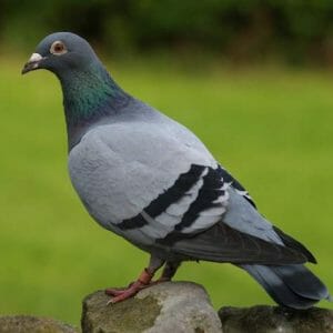 a close up of a pigeon