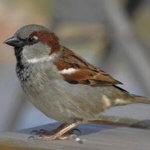 a close photo of a sparrow