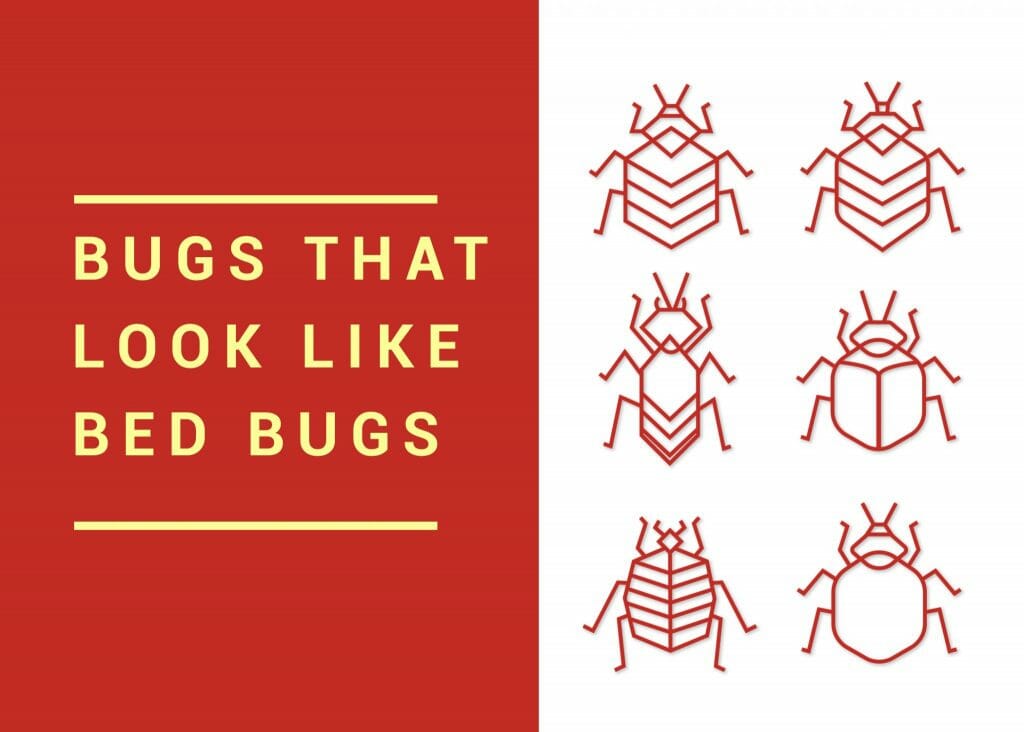 image text: bugs that look like bed bugs