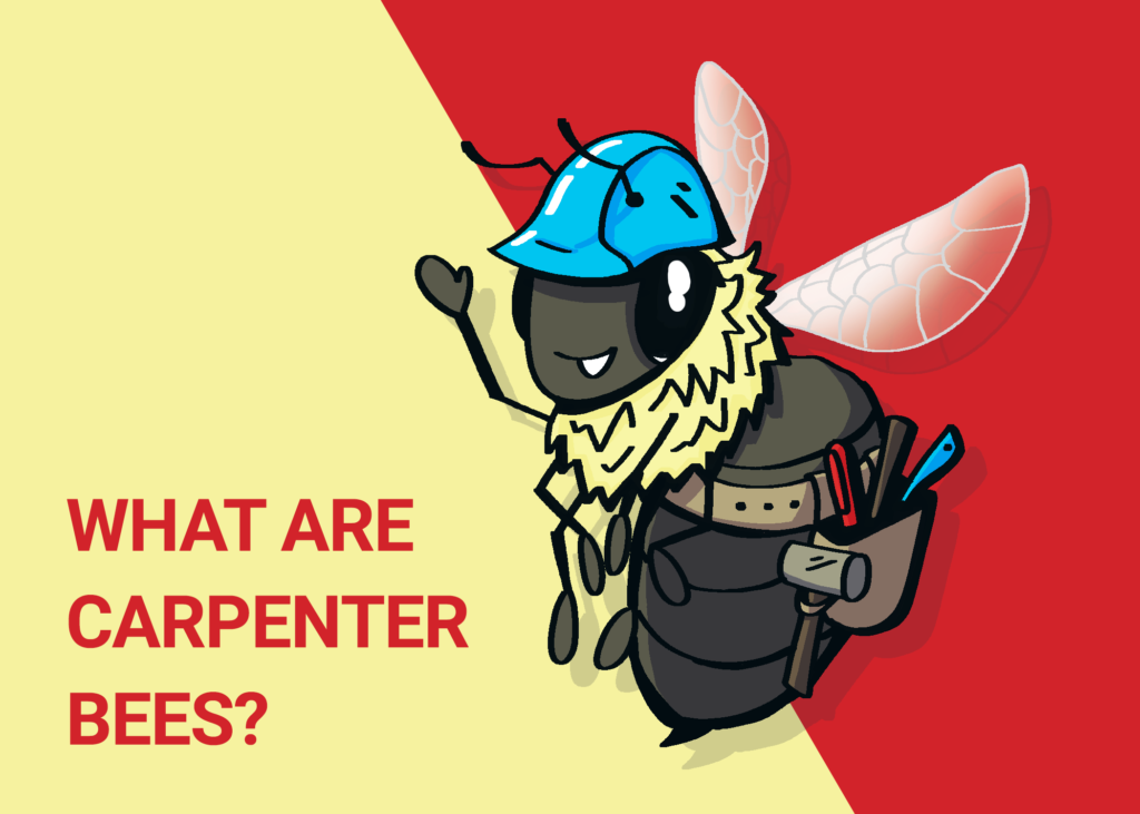 An illustration of a bee wearing a toolbelt and hard hat. The text "what are carpenter bees" is to the side.