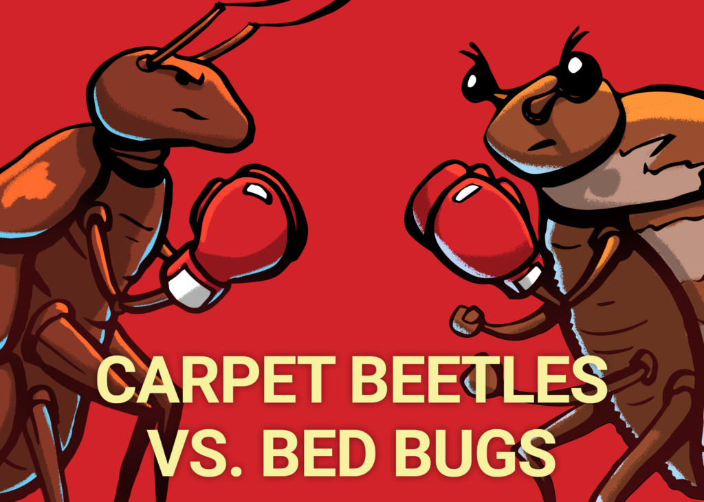 Carpet Beetles Carpet Beetle Damage Fantastic Pest Control