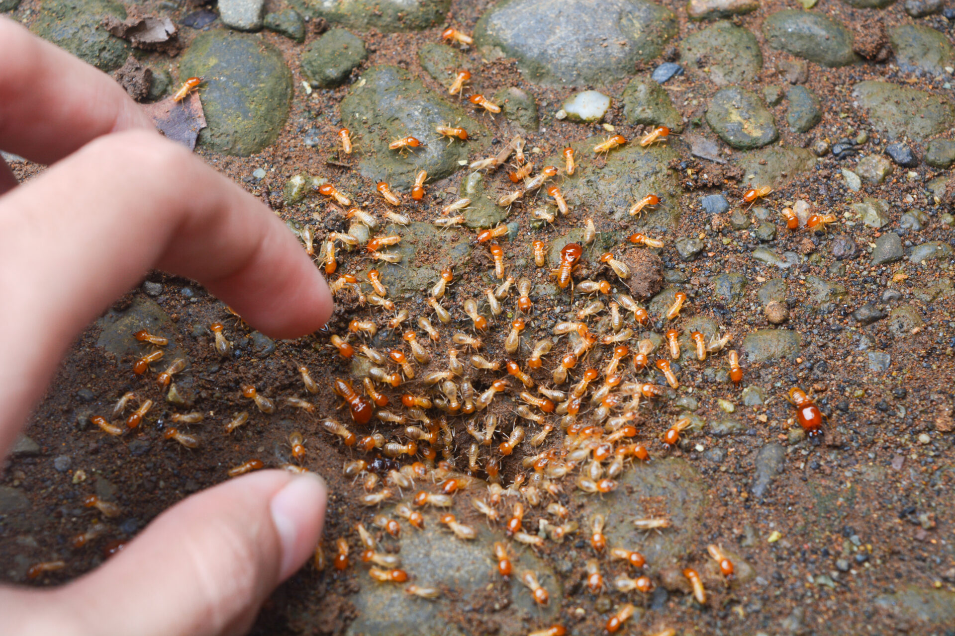 Termite Larvae - Dodson Pest Control