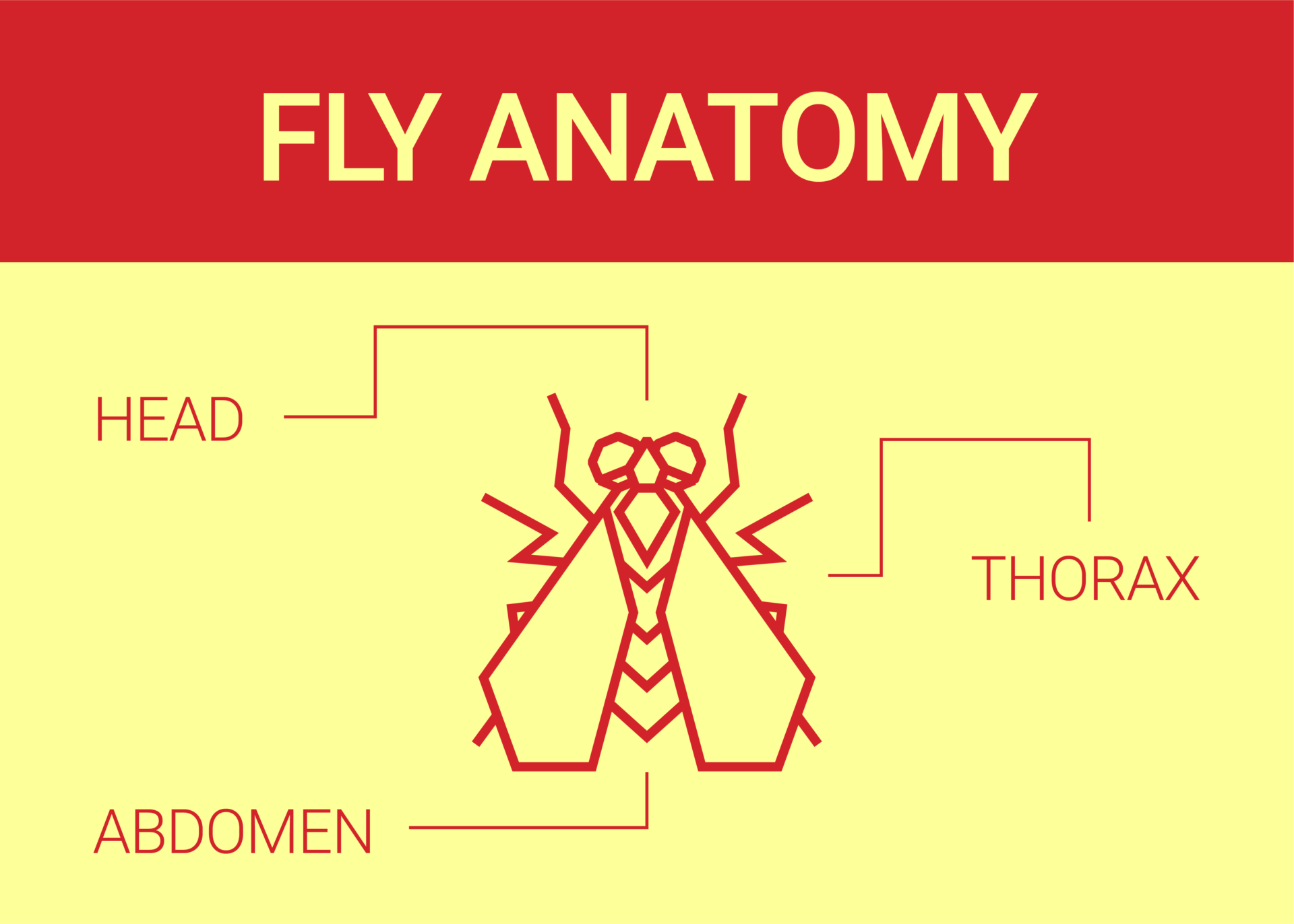 Fly Anatomy Dodson Pest Control
