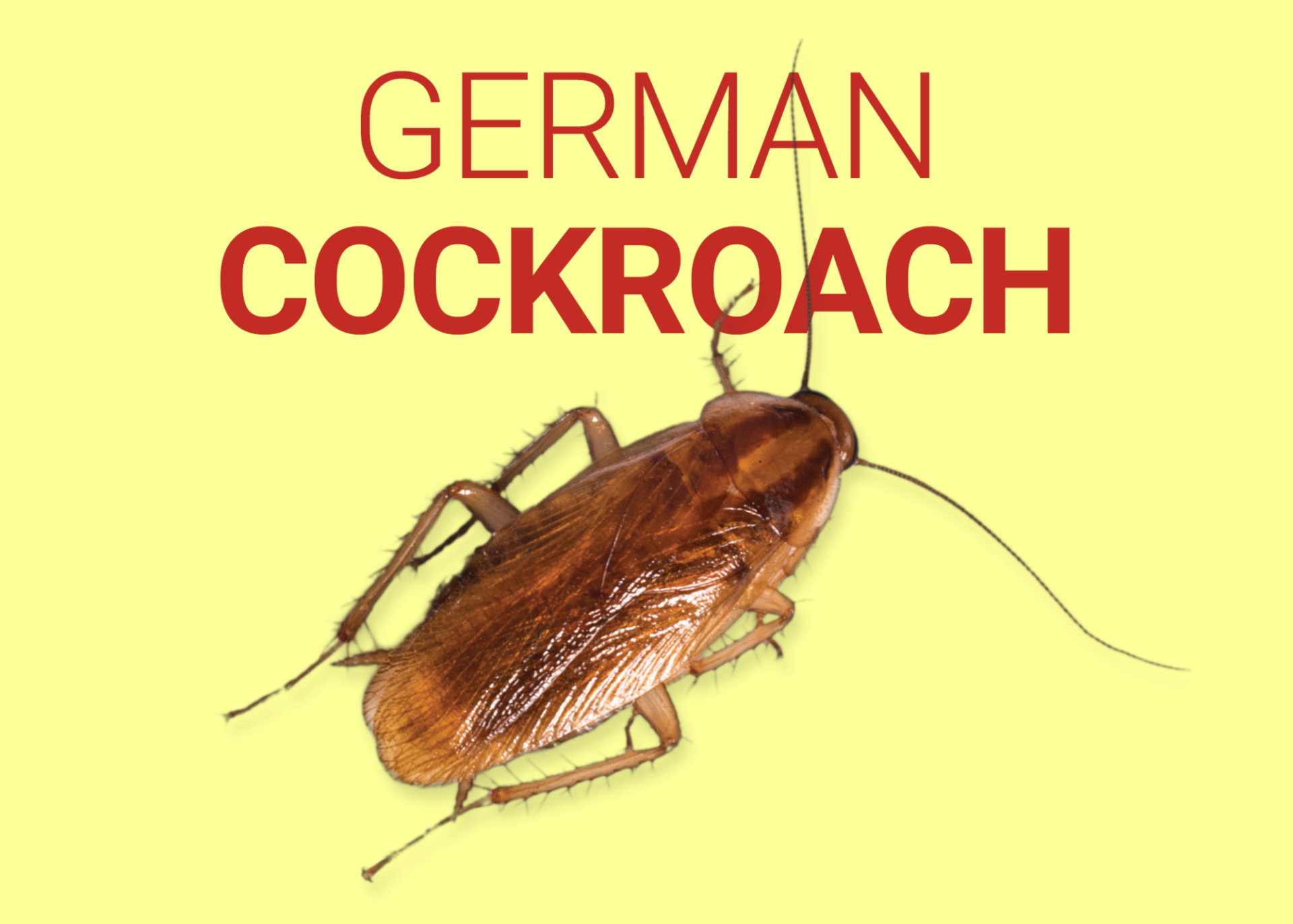 What Are German Cockroaches? Dodson Pest Control