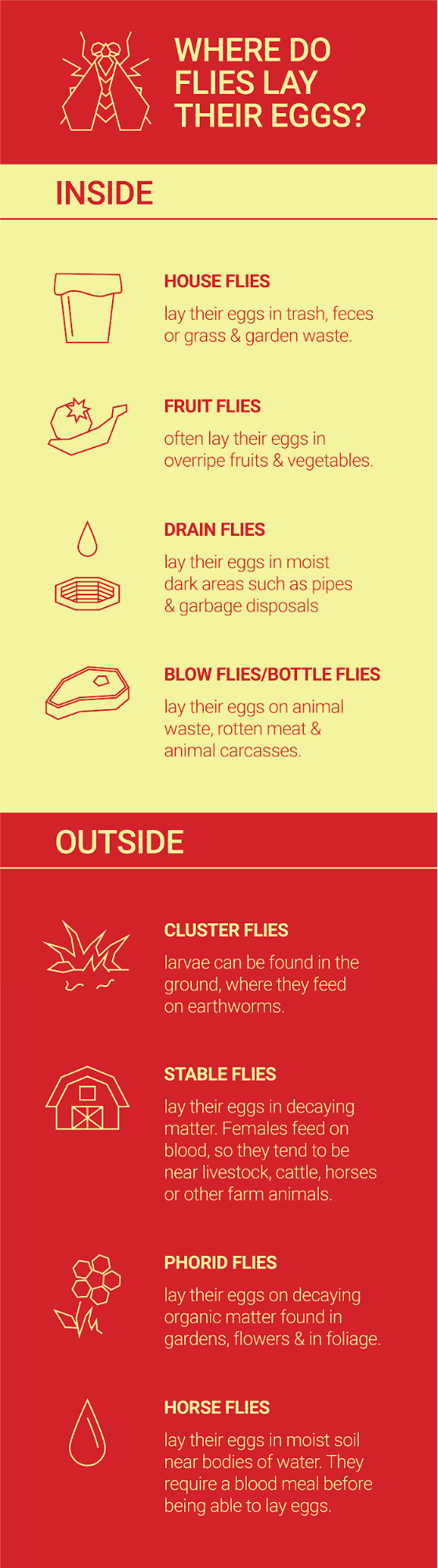 Where Do Flies Lay Their Eggs? - Dodson Pest Control