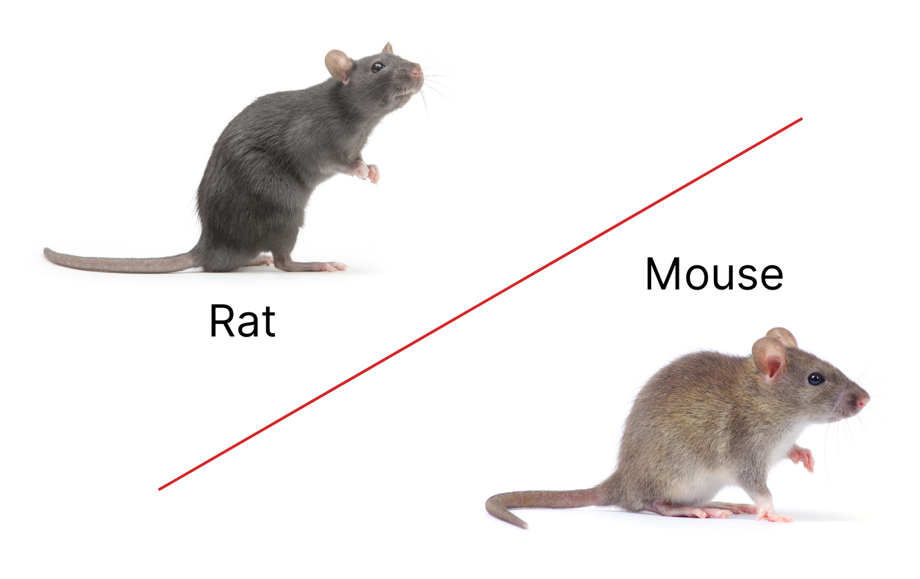 The Difference Between Rats and Mice Dodson Pest Control