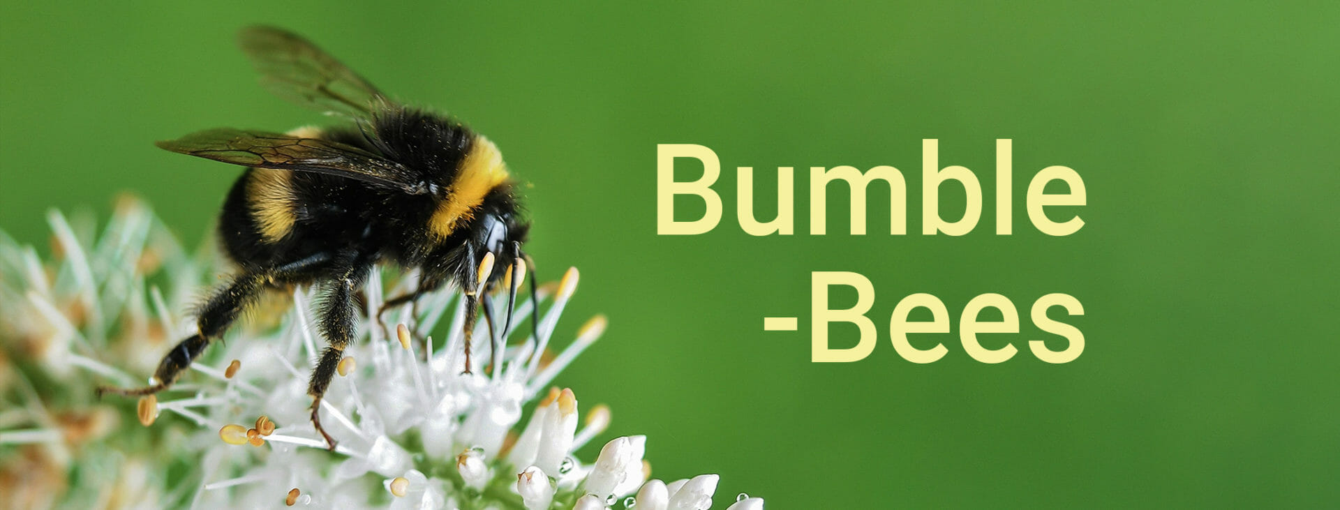 How to Identify Different Types of Bees Dodson Pest Control