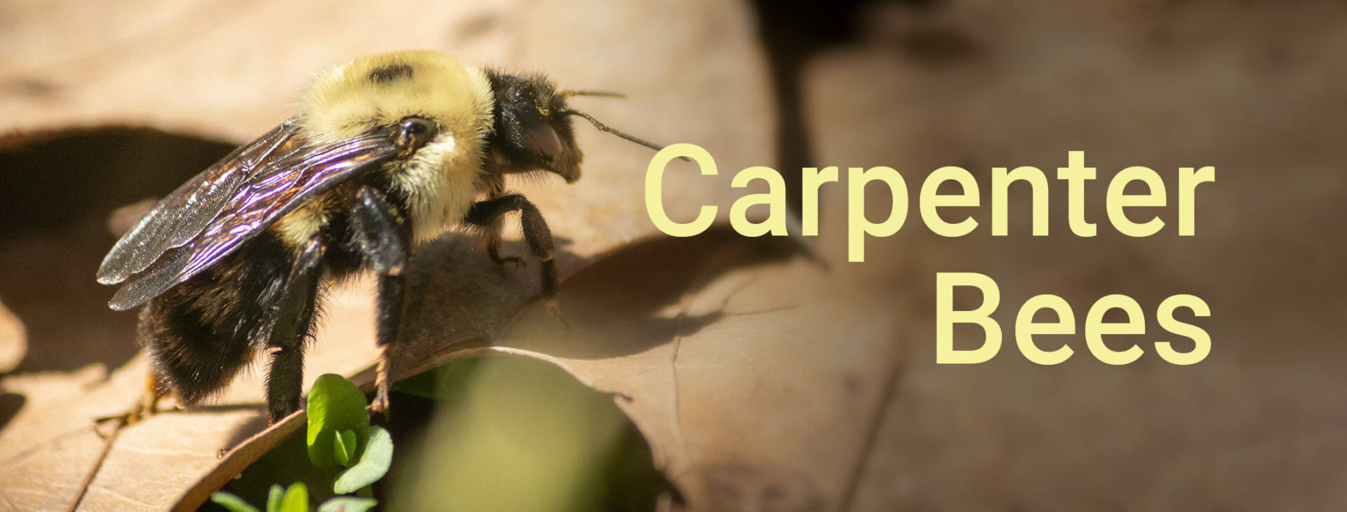 what a carpenter bee looks like