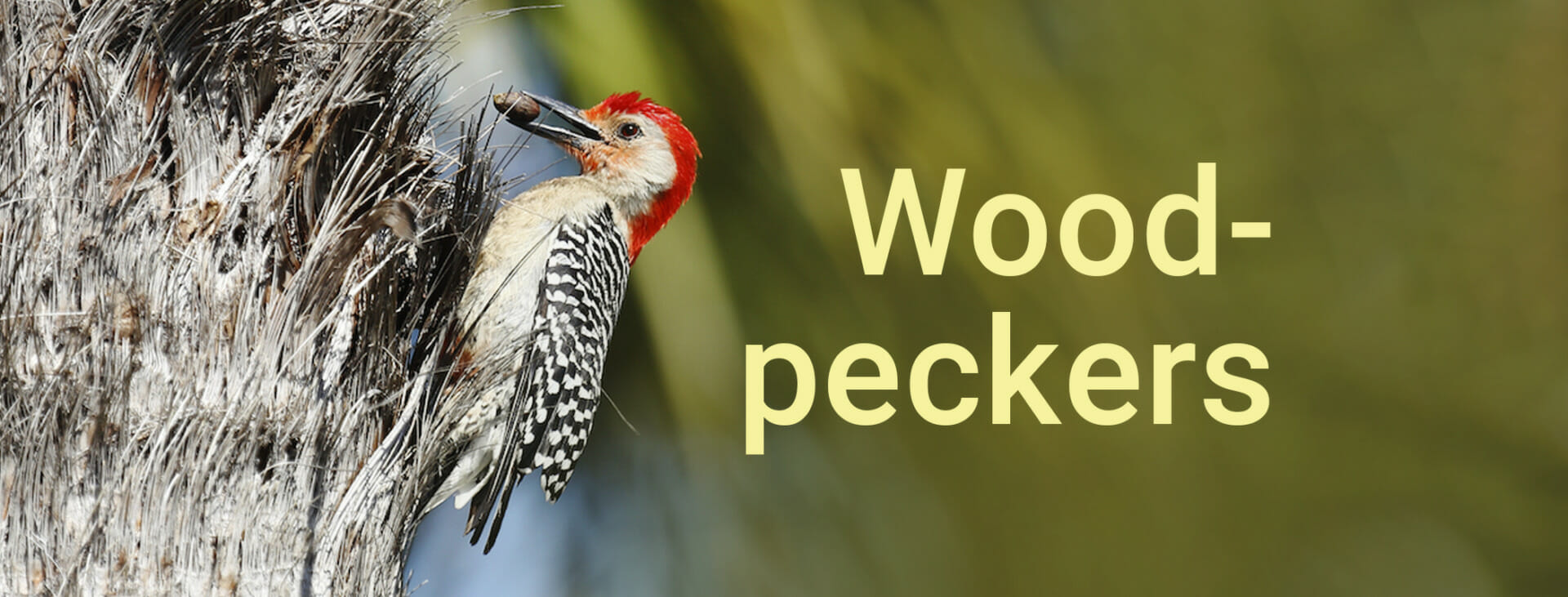 Woodpecker