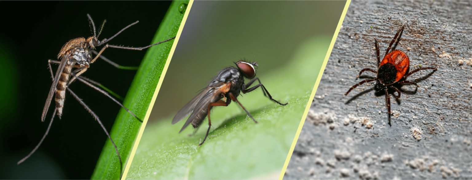 Insect Repellents Do They Work? Dodson Pest Control