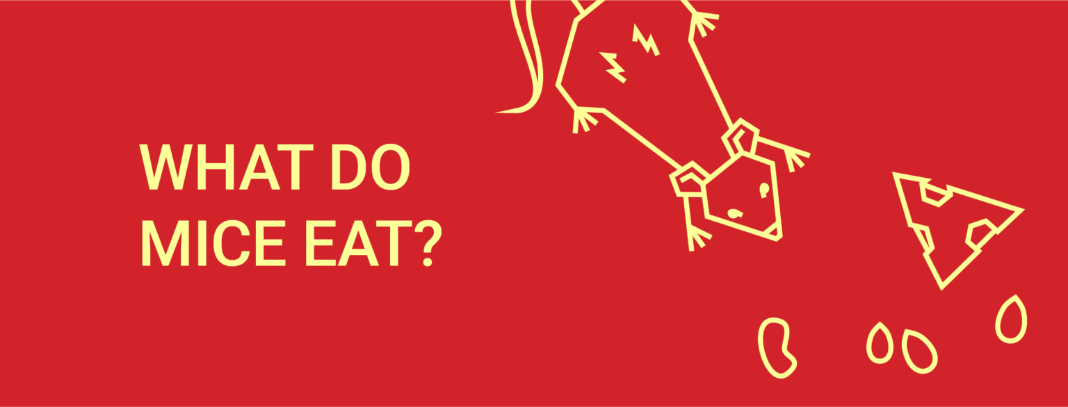 What Do Mice Eat? Dodson Pest Control