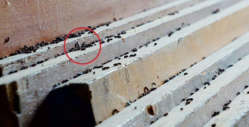 Rodent droppings on wood highlighted with a red circle