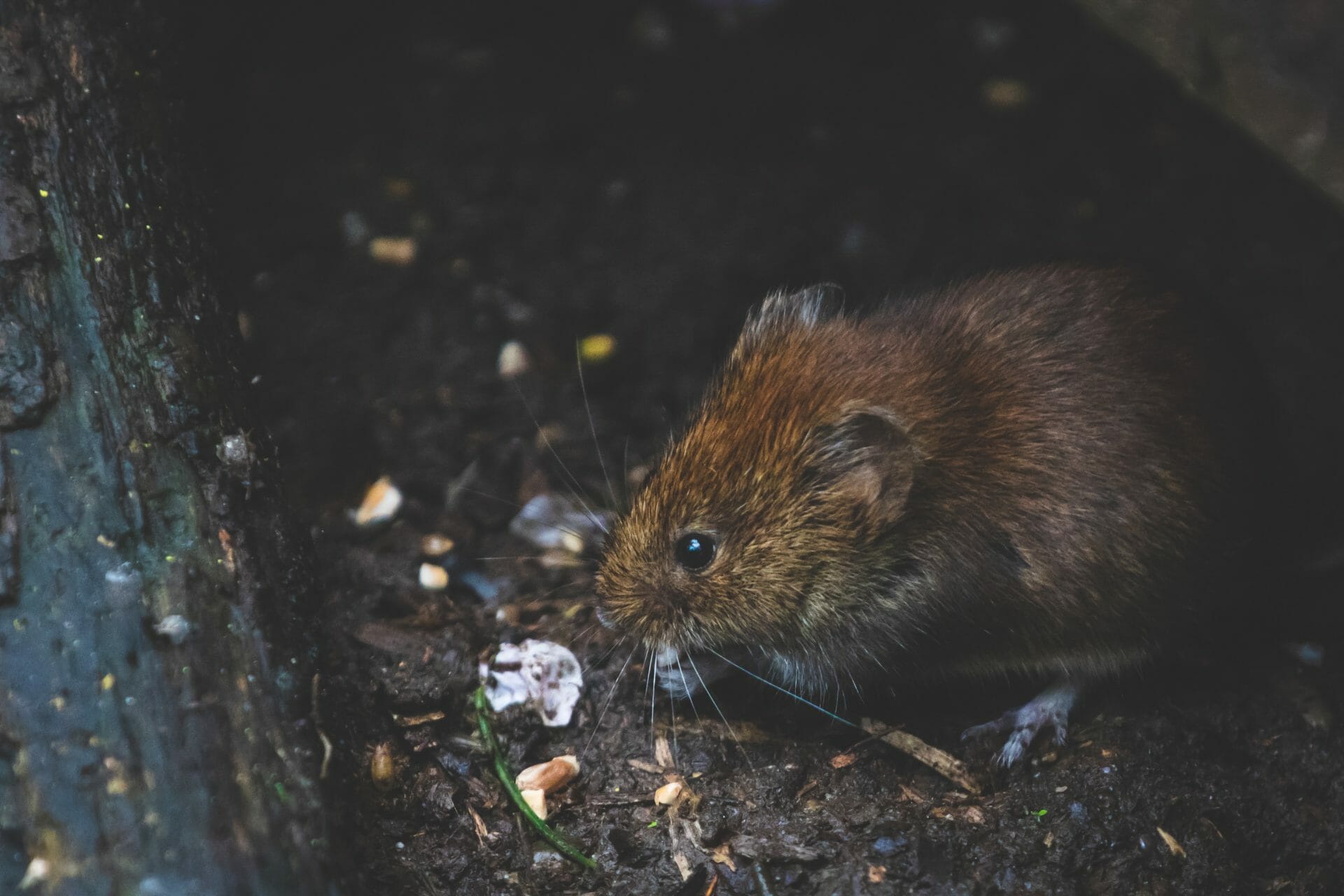 What Are Rodent Droppings and Why Are They Dangerous? Plus Cleaning Tips from Professionals