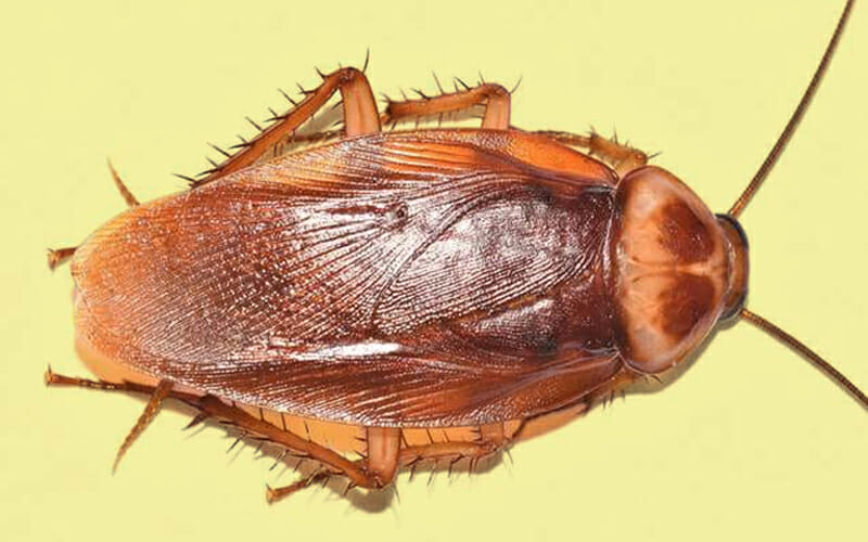 close up photo of american cockroach