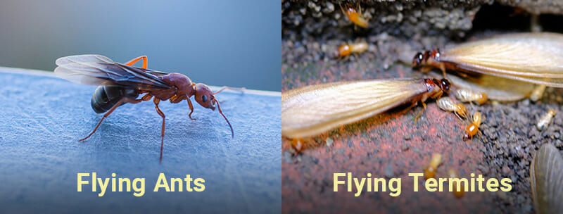 photo comparison of flying ants vs flying termites
