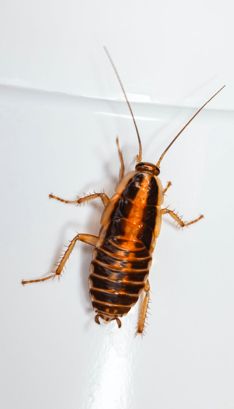 close-up image of a cockroach