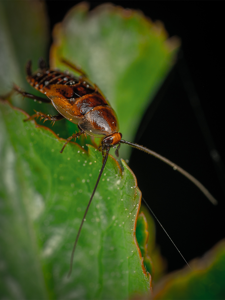 photo of cockroach resting on a leaf
