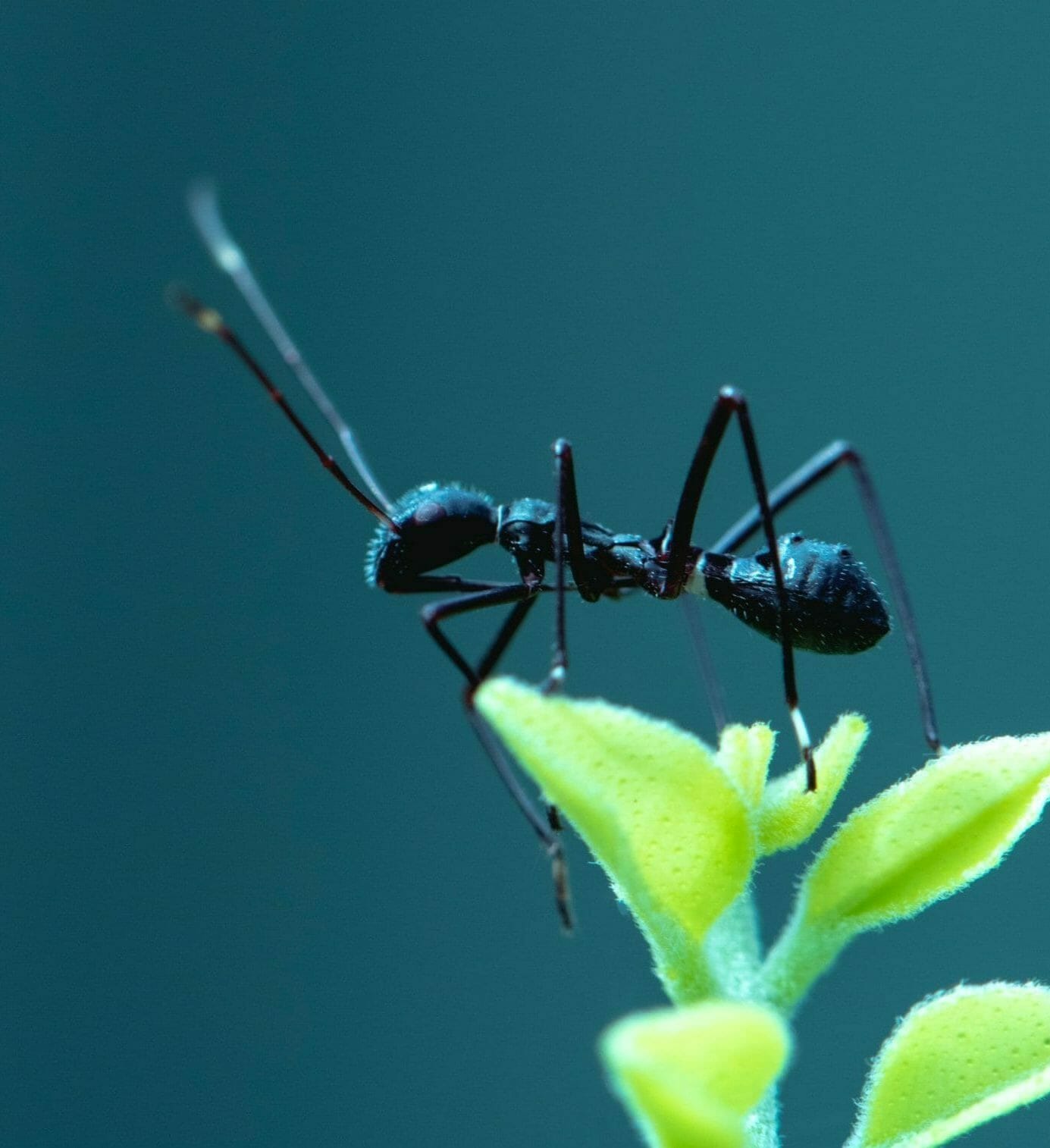 photo of ant on leaves