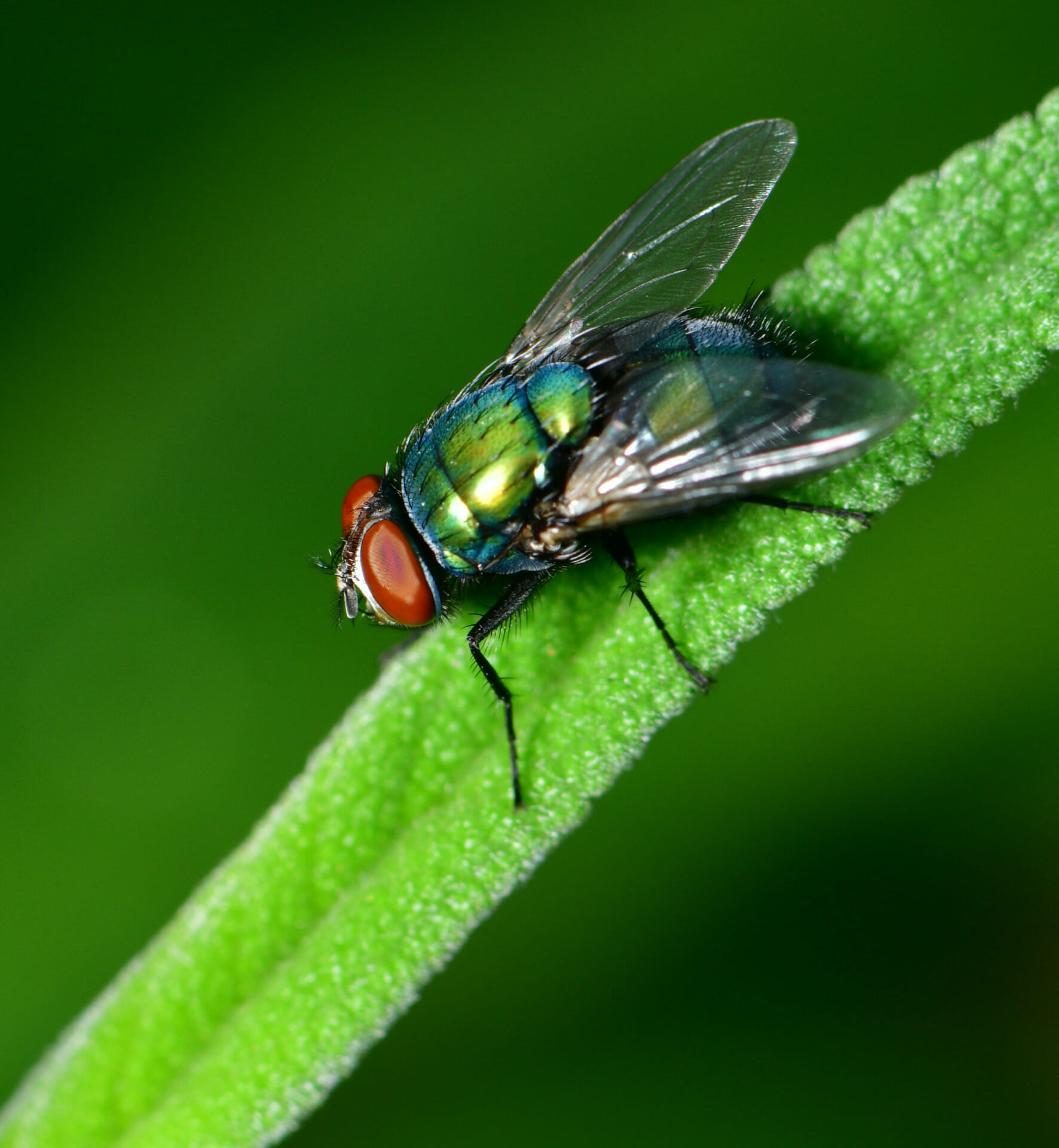 fly on blade of grass