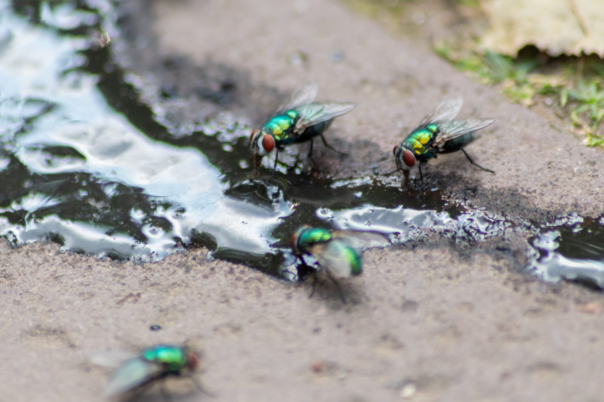 What Causes Flies Dodson Pest Control