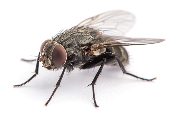 Identify Types of Flies - Dodson Pest Control