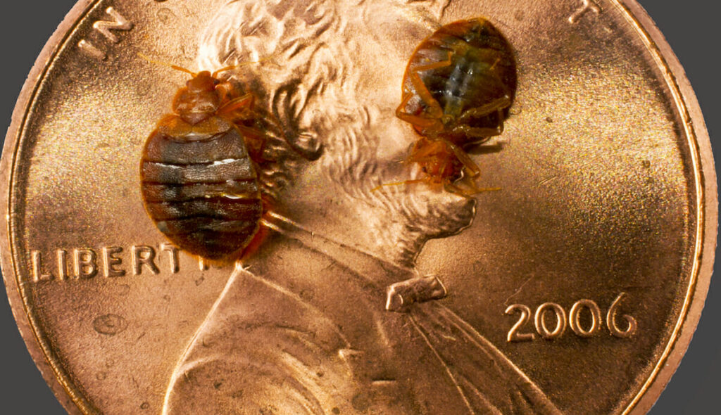 bed bug on penny for size reference