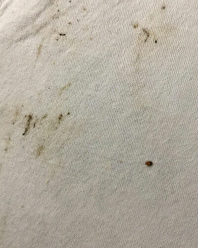 sign of bed bug droppings