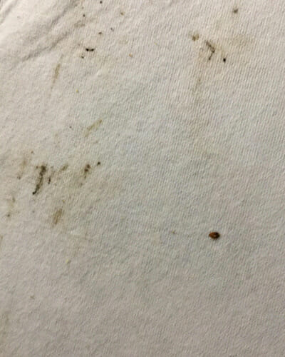 Bed bug droppings discount