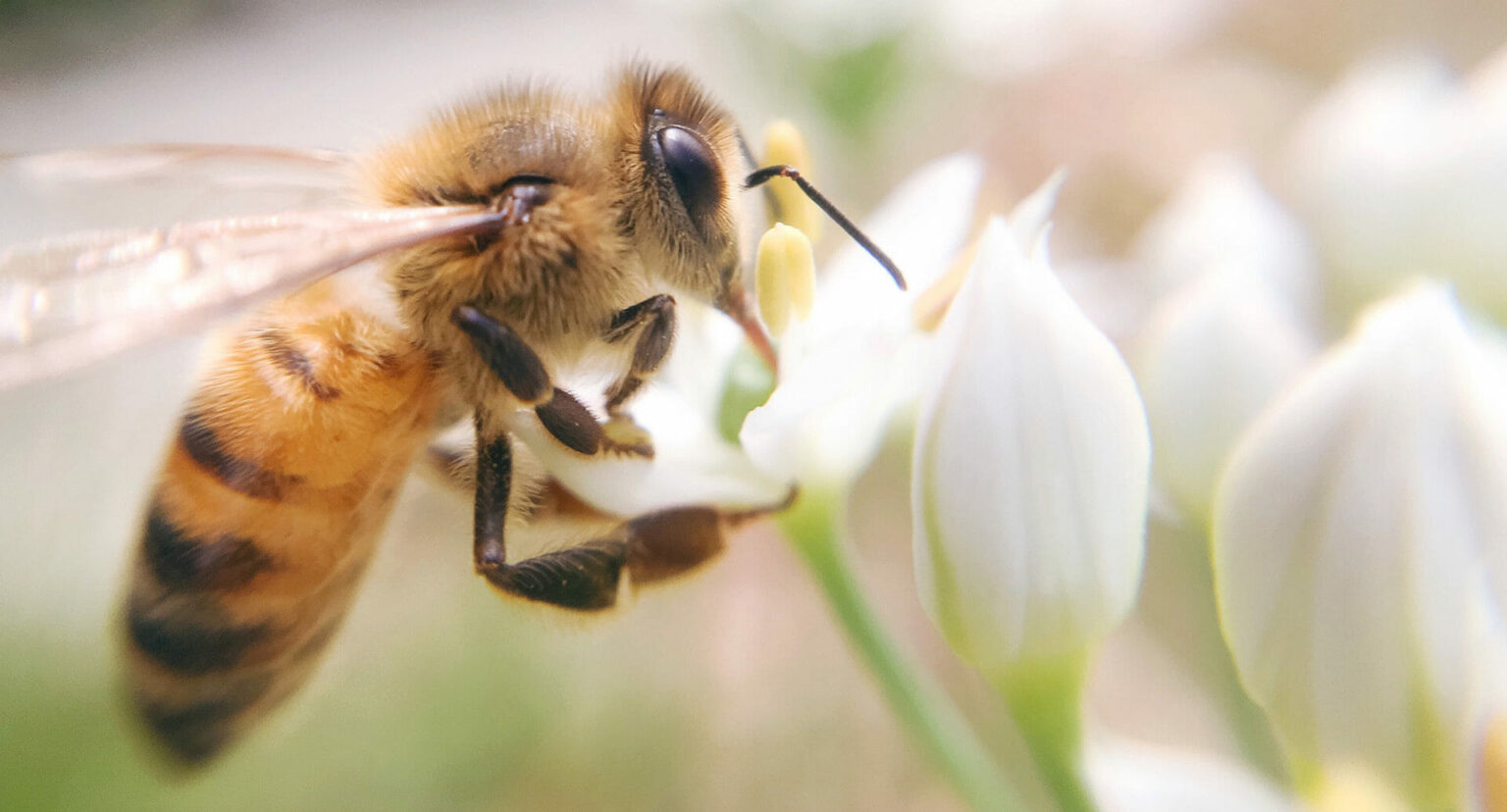 What Attracts Bees? Dodson Pest Control