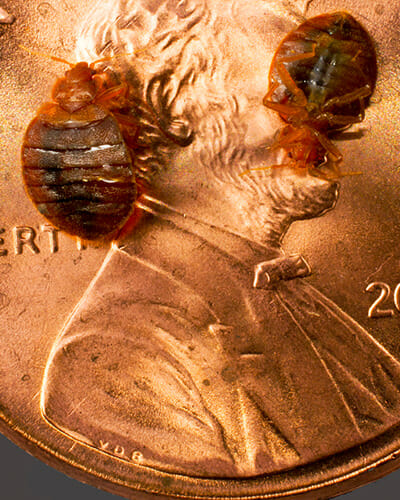 bed bugs on penny