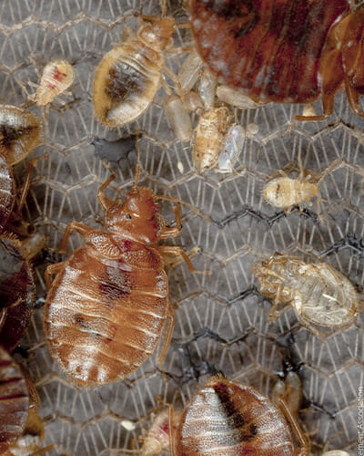 signs of bed bug exoskeleton