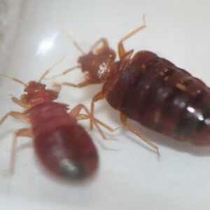 two engorged bed bugs up close