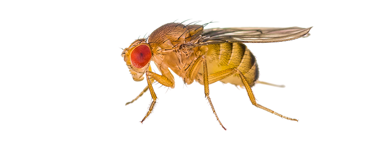 image of fruit fly from the side with red eyes and tan body