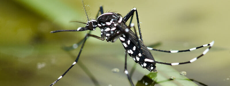 Image of black mosquito