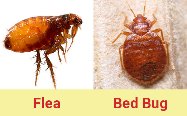 bed bug vs flea bites