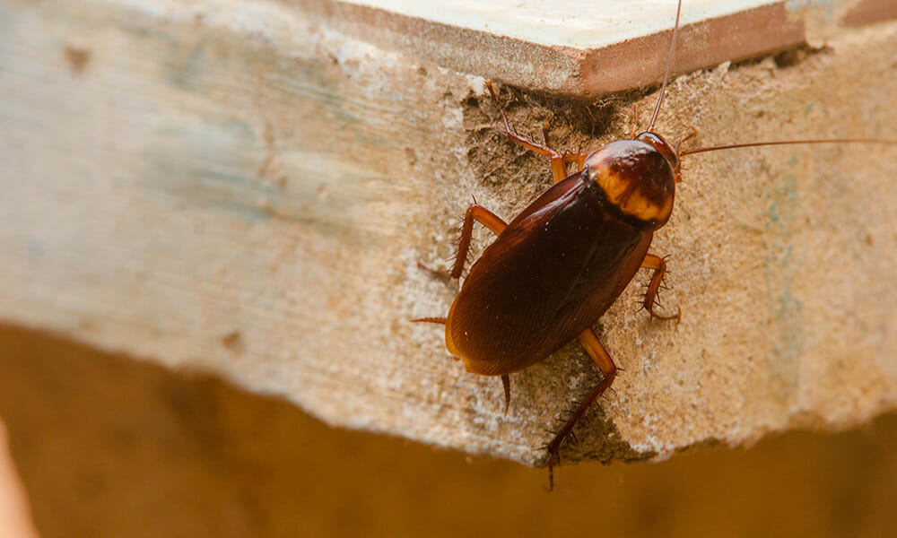 Signs Of A Cockroach Infestation With Pictures Dodson Pest Control 