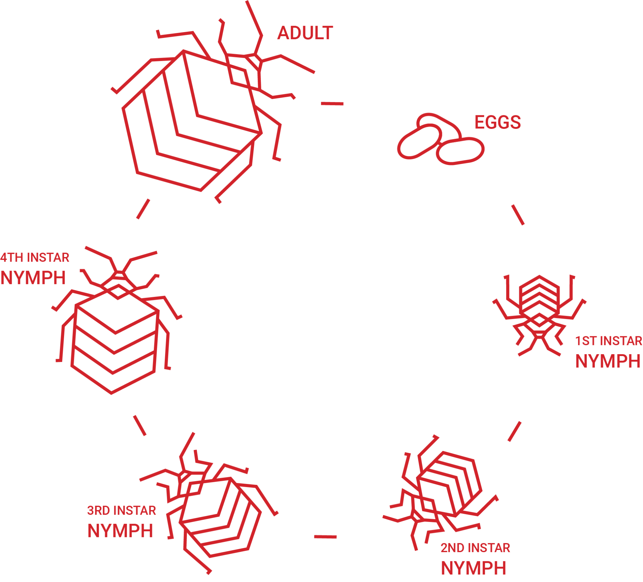 Bed Bug Life Stages (With Pictures) Dodson Pest Control