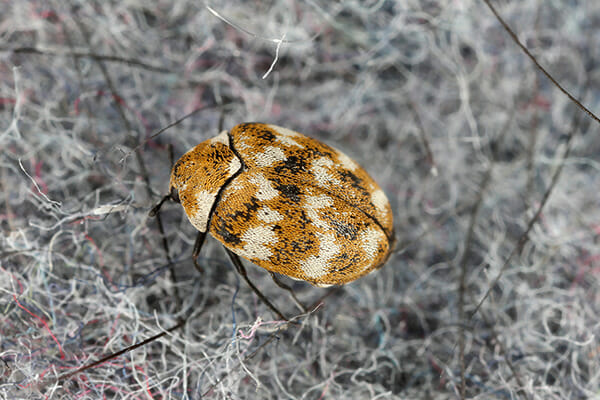 close up image of carpet beetle