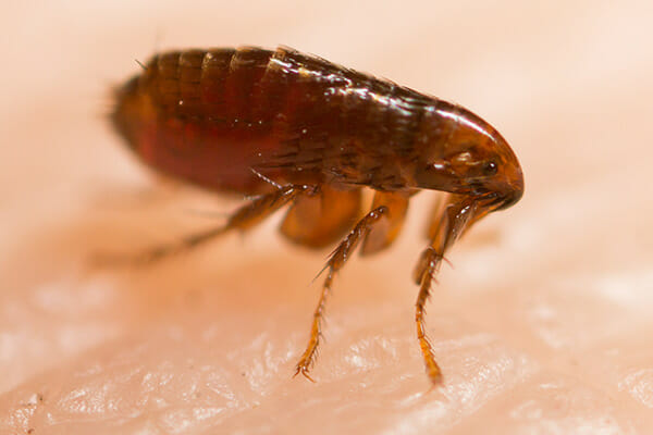 close up image of a flea