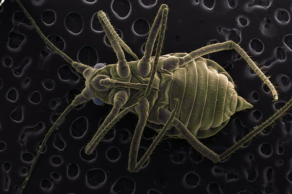 image of head lice