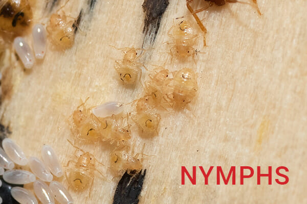 Inside The Bed Bug Life Cycle With Pictures Dodson Pest Control Inside The Bed Bug Life Cycle With Pictures Dodson Pest Control