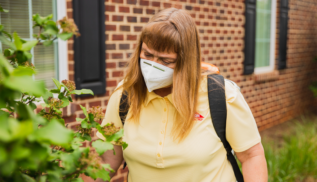 How to Get Rid of Spiders Dodson Pest Control