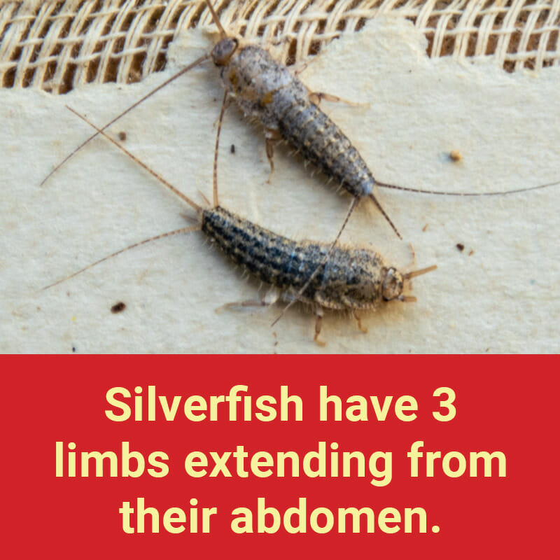 Major Difference of House Centipede & Silverfish