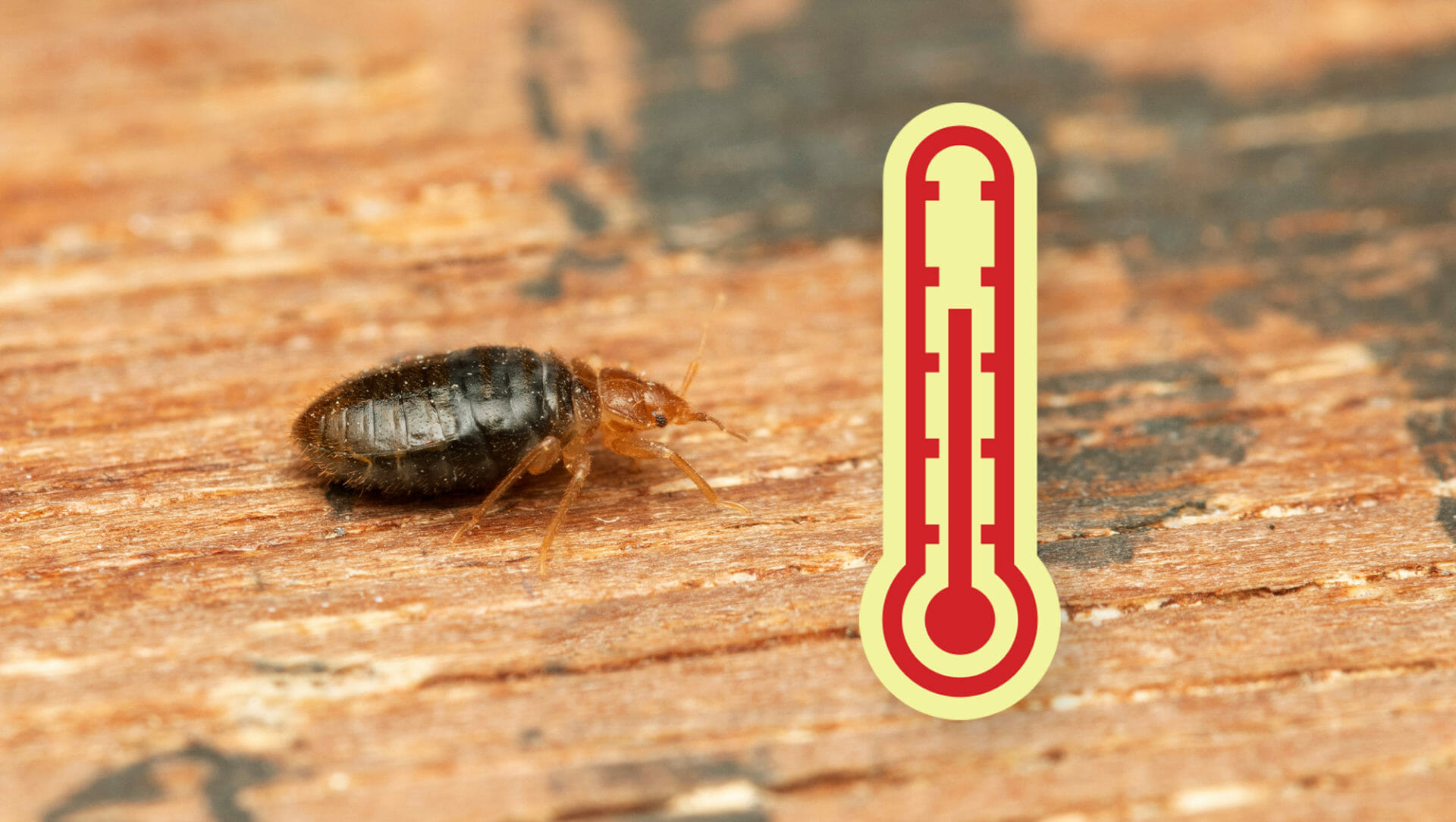 Does Heat Kill Bed Bugs? Dodson Pest Control