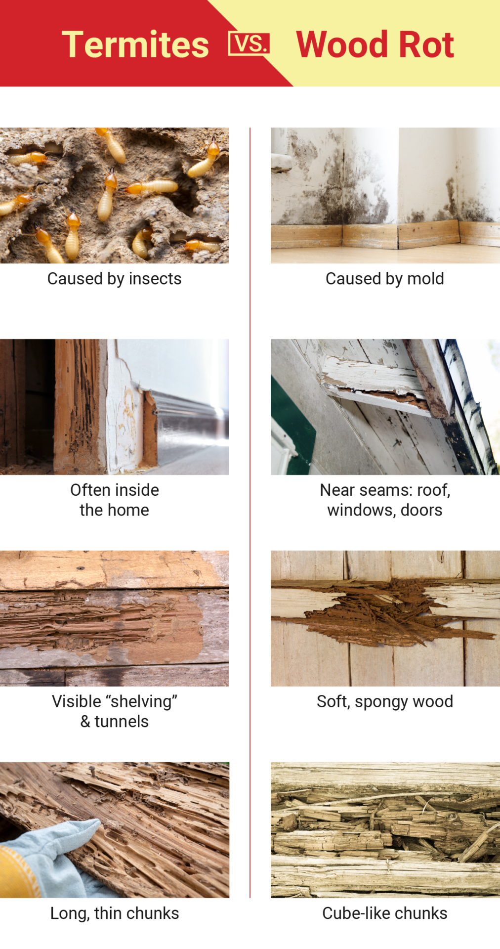 side-by-side comparison of termite damage vs. wood rot