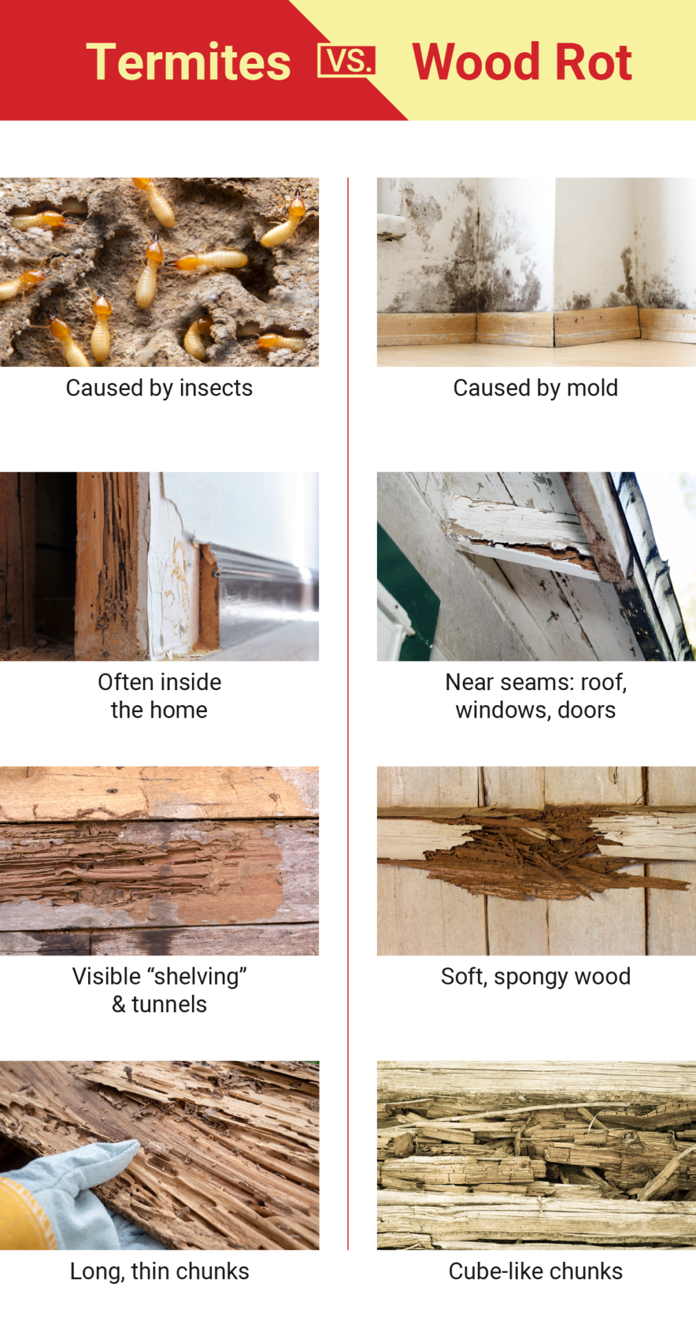 side-by-side comparison of termite damage vs. wood rot