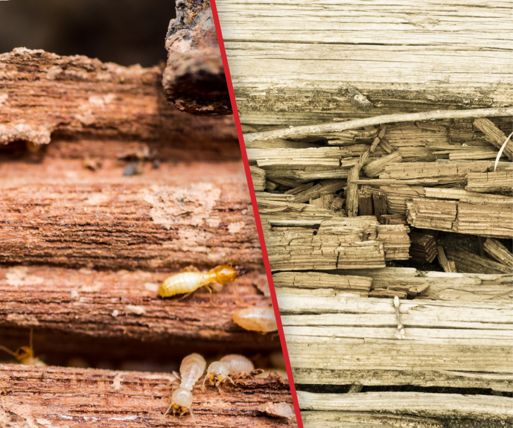 pest control termite damage vs wood rot